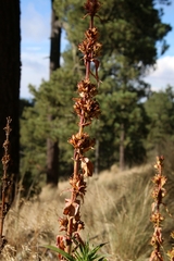 Penstemon gentianoides