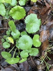 Umbilicus rupestris