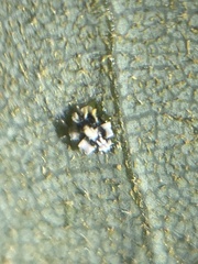 Aleuroplatus coronata