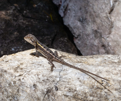 Diporiphora