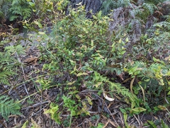 Platylobium parviflorum