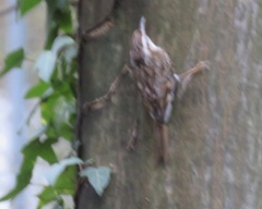 Certhia brachydactyla