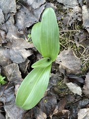Ophrys apifera