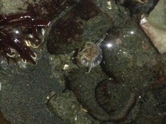 Halcampa decemtentaculata