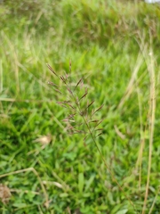 Chrysopogon