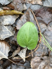 Arum italicum