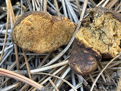 Rhizopogon