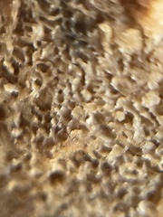 Rhizopogon