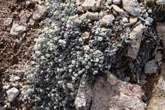 Leucogenes grandiceps