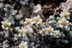 Leucogenes grandiceps