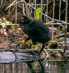 Gallinula chloropus chloropus
