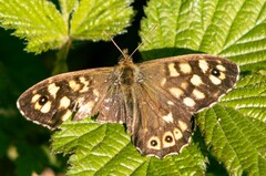 Pararge aegeria tircis