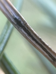 Dothideomycetes