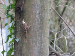 Certhia brachydactyla