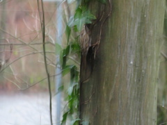 Certhia brachydactyla