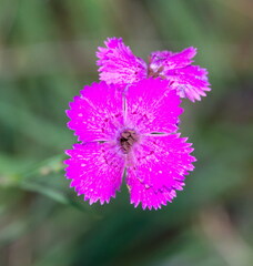 Dianthus seguieri