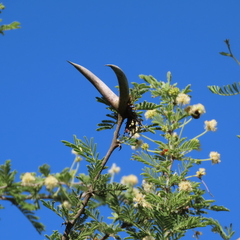 Vachellia luederitzii