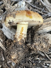 Pholiota brunnescens