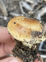 Pholiota brunnescens