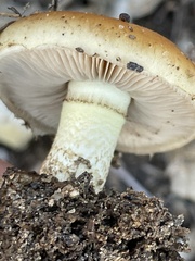 Pholiota brunnescens