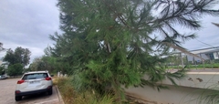 Pinus pinea