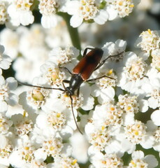 Stenurella bifasciata