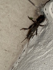 Gryllotalpa australis