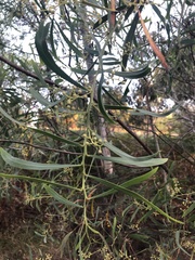 Acacia provincialis