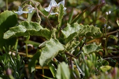 Solanum reineckii