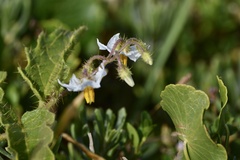 Solanum reineckii