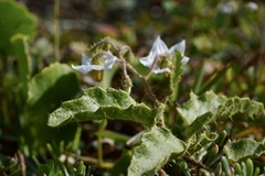 Solanum reineckii