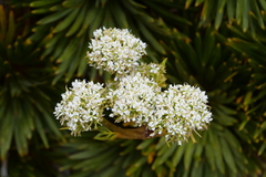 Aciphylla congesta