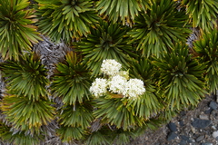 Aciphylla congesta
