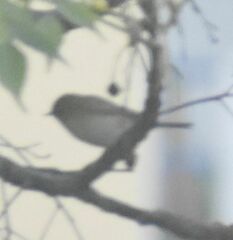 Phylloscopus collybita