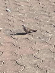 Streptopelia chinensis