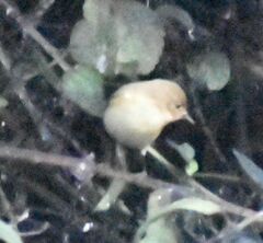 Phylloscopus
