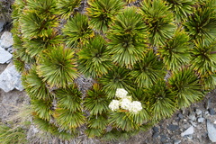 Aciphylla congesta