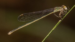 Pseudagrion ignifer