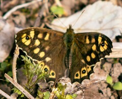 Pararge aegeria tircis