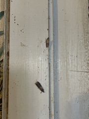 Plodia interpunctella