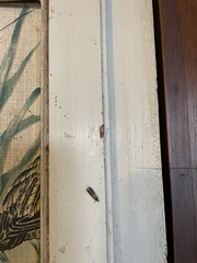 Plodia interpunctella