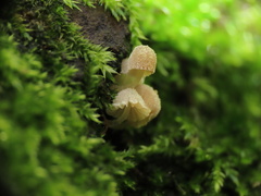 Mycena corynephora