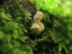 Mycena corynephora
