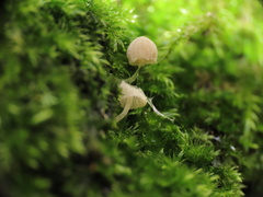 Mycena corynephora