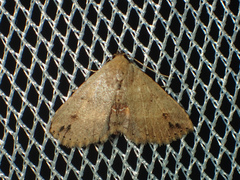 Cerynea omphisalis