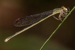 Pseudagrion ignifer