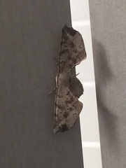 Parepisparis excusata