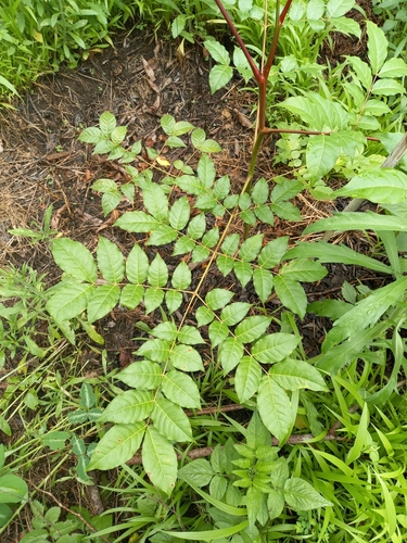 Acrocarpus fraxinifolius image