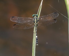Austrogomphus amphiclitus