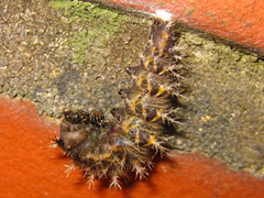 Polygonia c-aureum